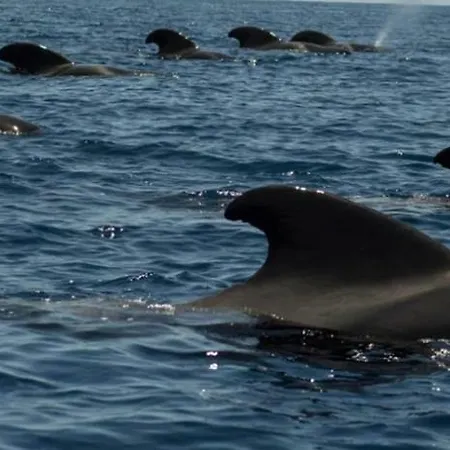 Ocean House & Perfect For Costa Adeje (Tenerife)