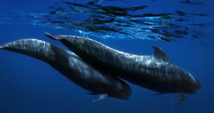 Apartman Ocean House & Perfect For Costa Adeje (Tenerife)